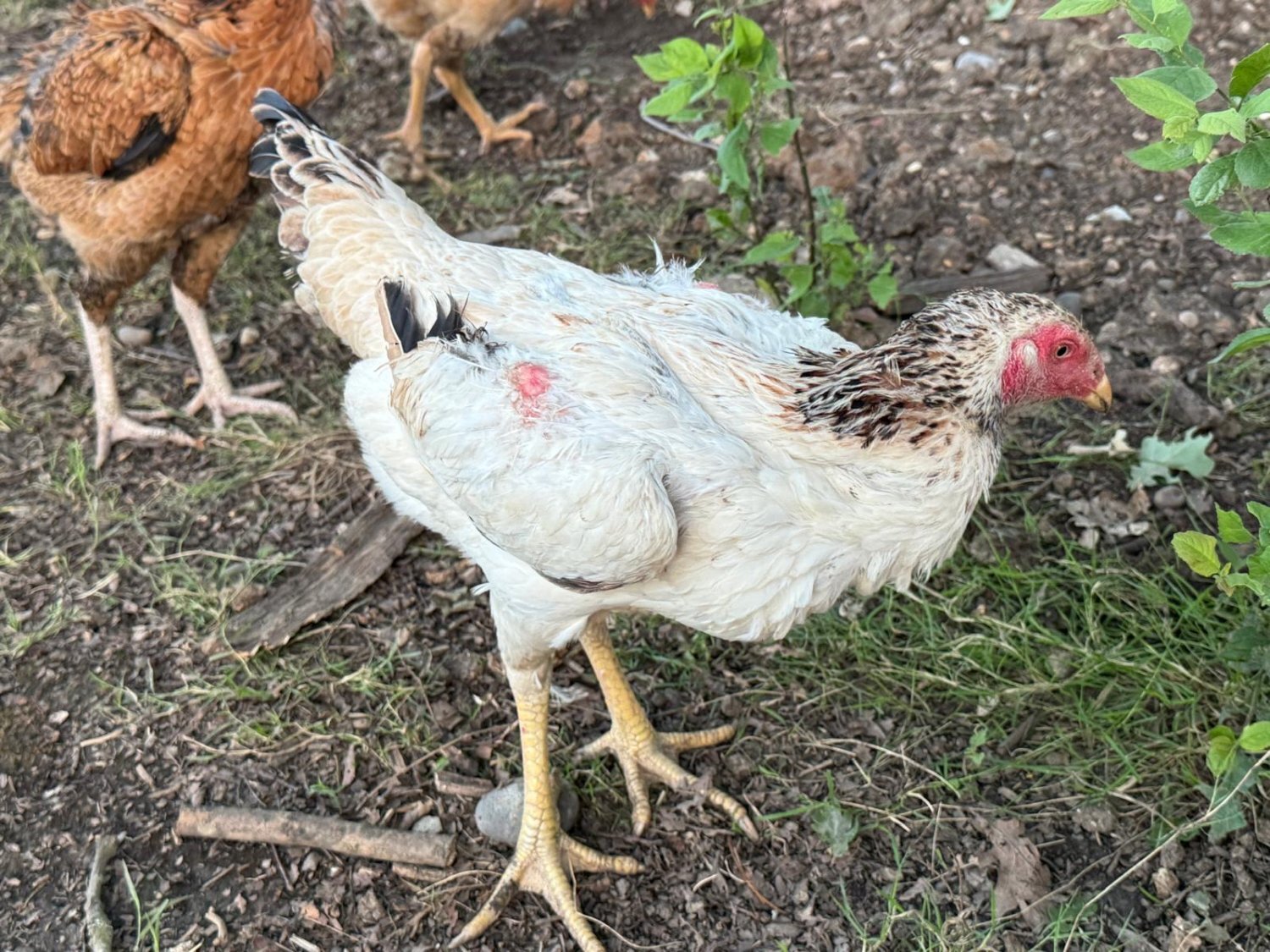 {CATEGORY} - O Shamo Chicken