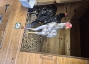 O shamo stags for sale direct import parents 4 months old very tall birds