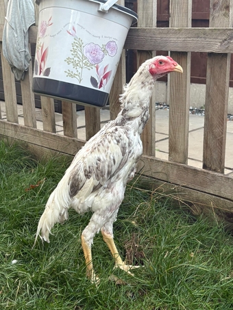 O shamo stags for sale direct import parents 4 months old very tall birds