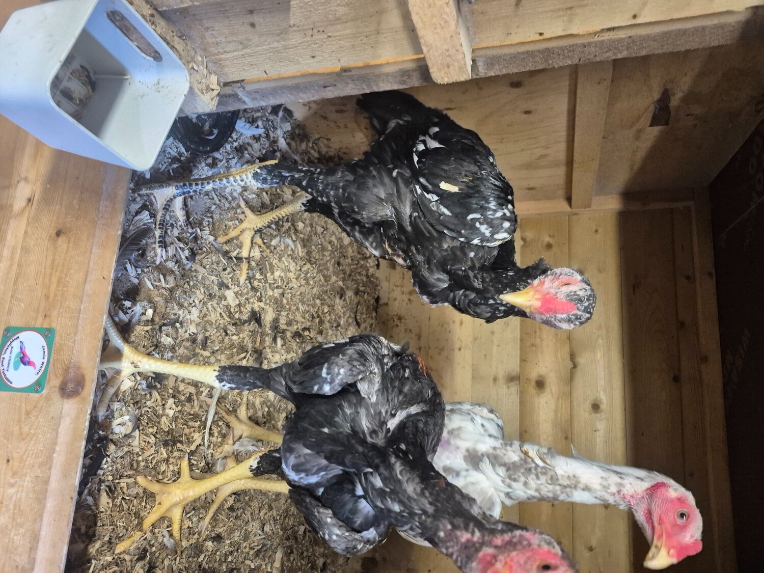 O shamo stags for sale direct import parents 4 months old very tall birds