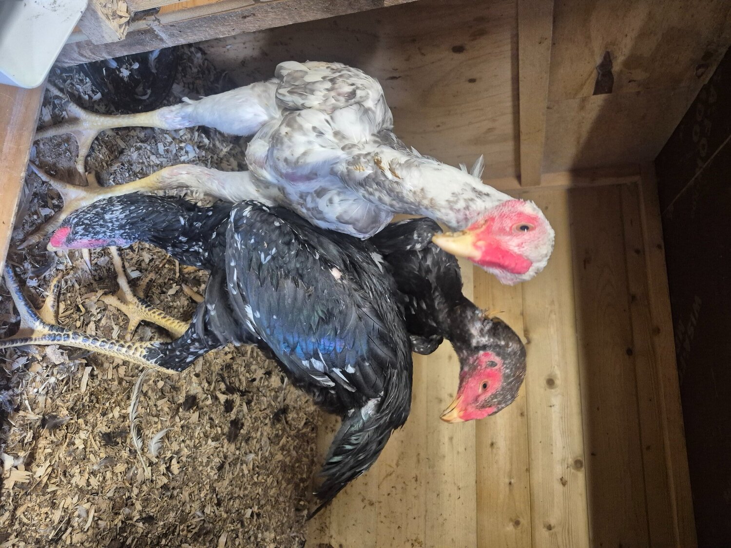  O shamo stags for sale direct import parents 4 months old very tall birds
