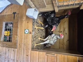 O shamo stags for sale direct import parents 4 months old very tall birds