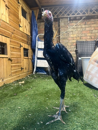 O shamo stags for sale direct import parents 4 months old very tall birds