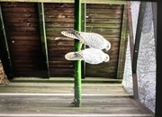 Pair of white gyrsakers falcons 