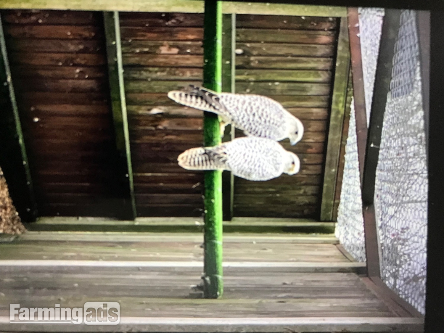 Pair of white gyrsakers falcons 
