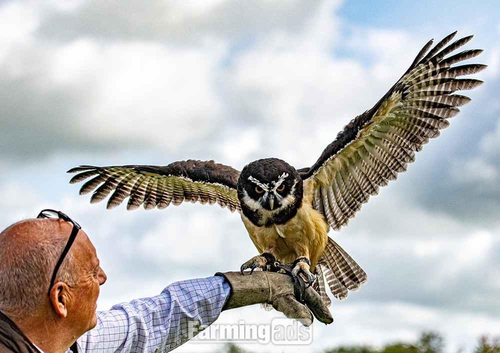 SPECTACLE OWL FOR SALE