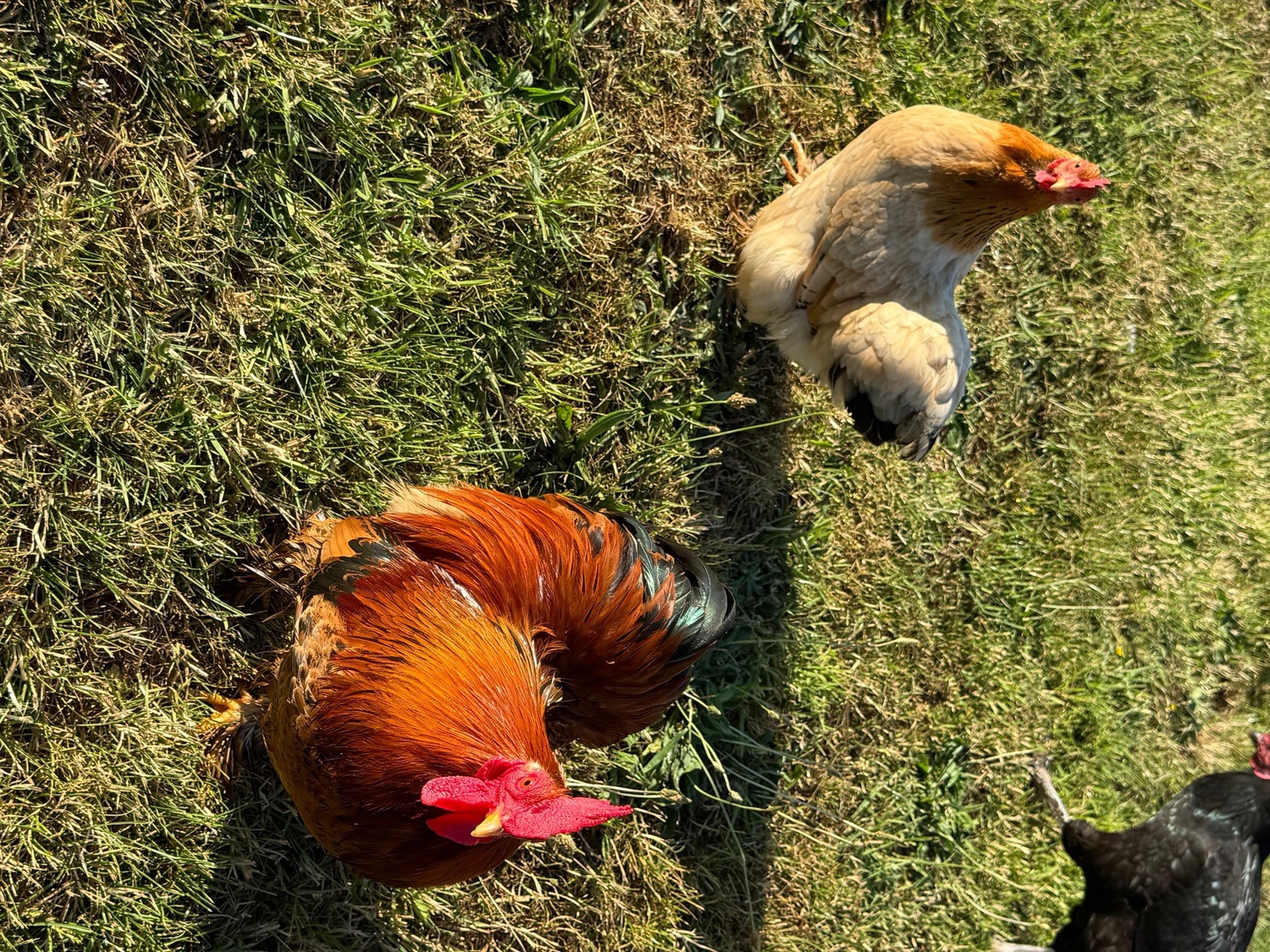  3 hens and rooster for sale 