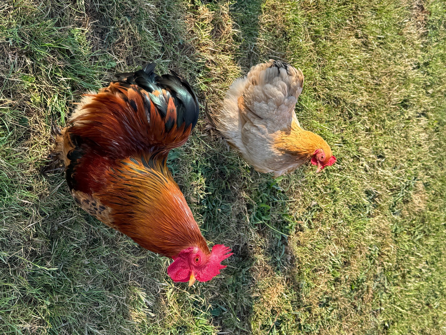 3 hens and rooster for sale  