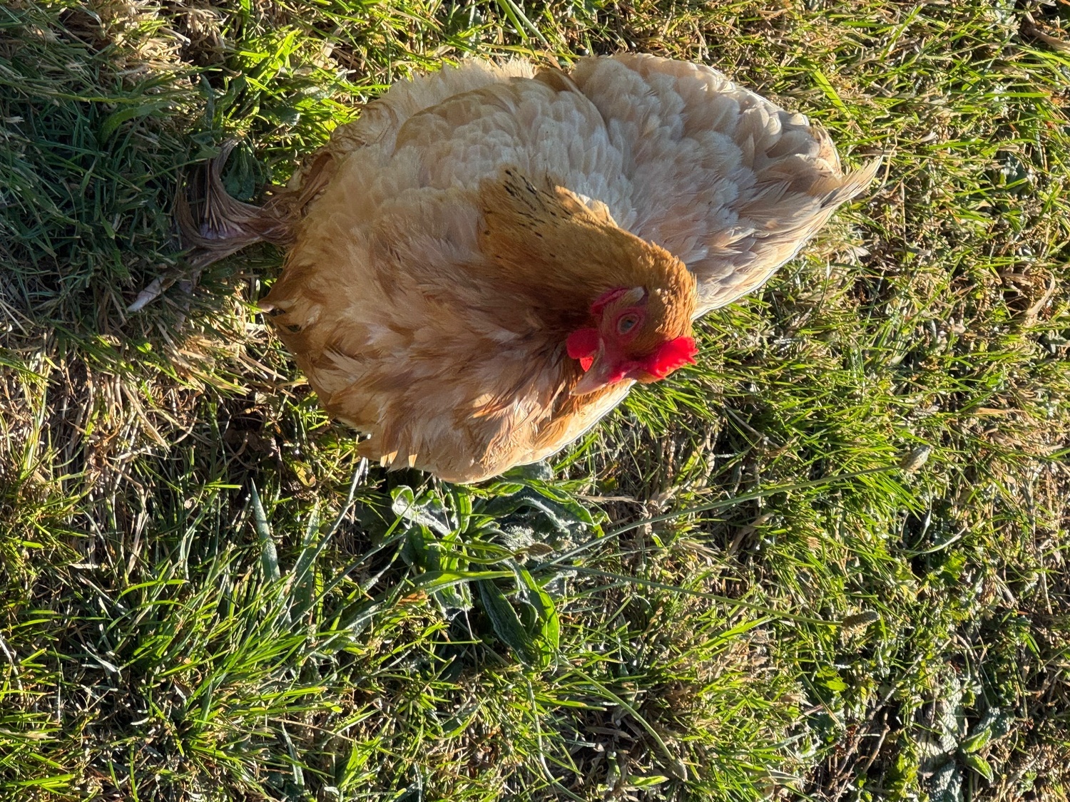 {CATEGORY} - 3 hens and rooster for sale 