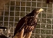 16 week old FEMALE Harris hawk