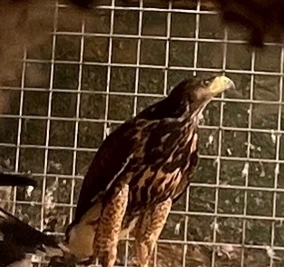 16 week old FEMALE Harris hawk