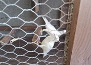 2 young frillback cross with a white homing pigeons