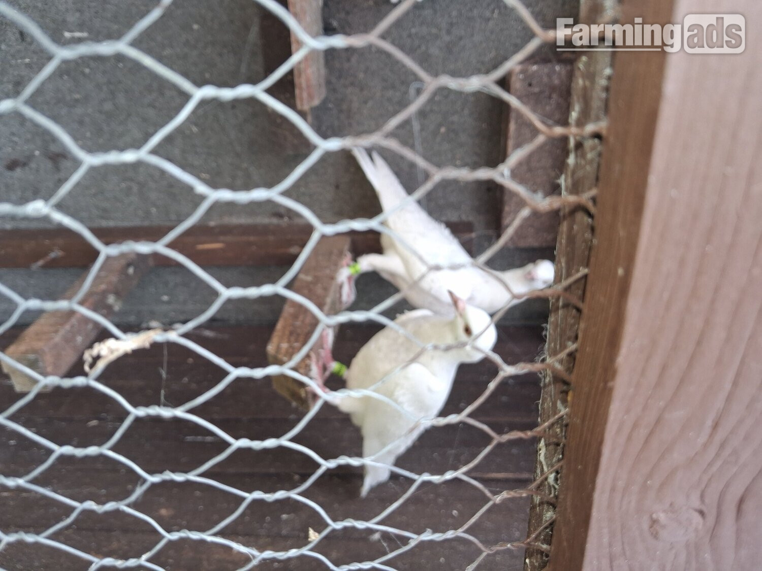 2 young frillback cross with a white homing pigeons
