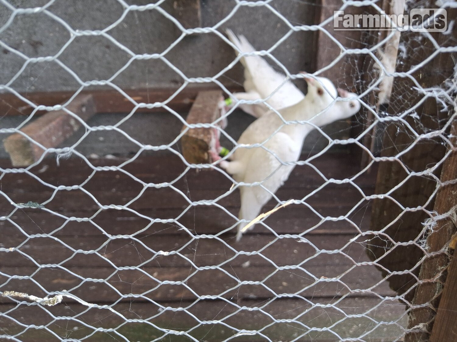 2 young frillback cross with a white homing pigeons