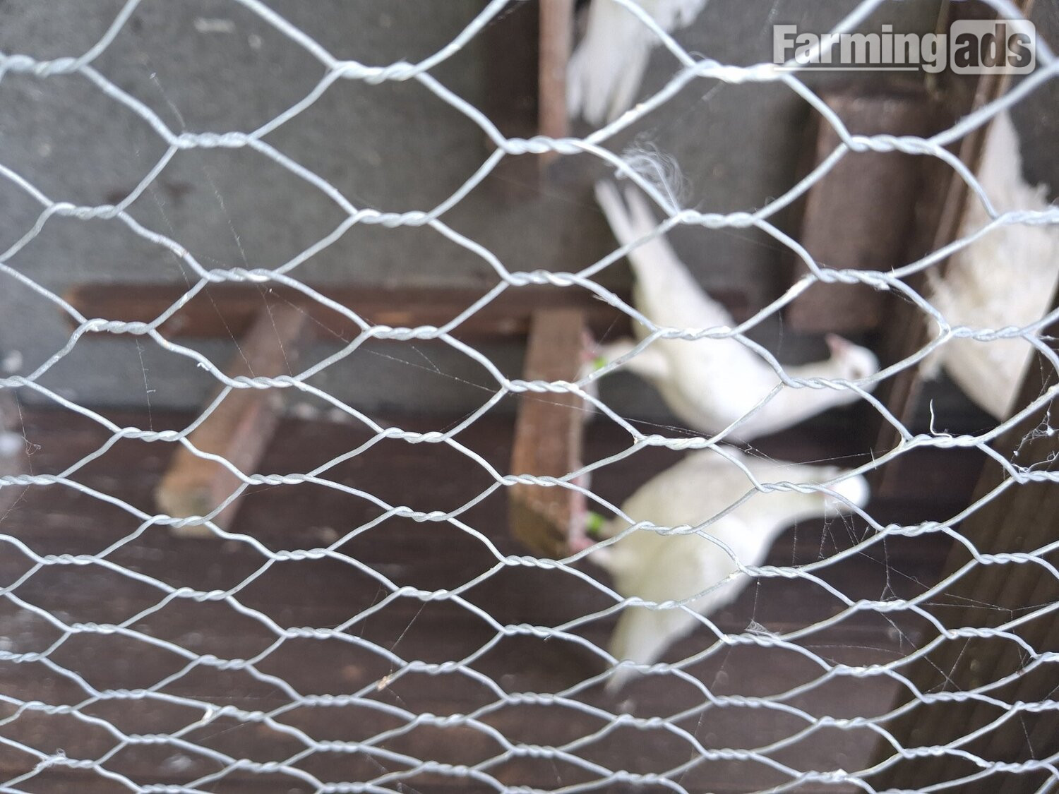 2 young frillback cross with a white homing pigeons - {CATEGORY}