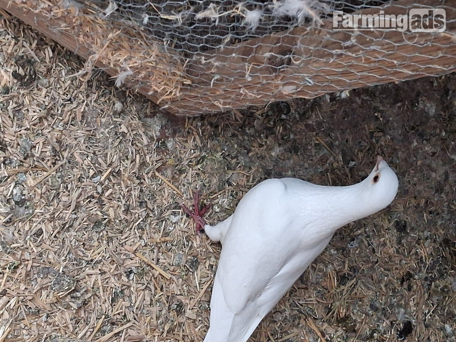 2 young frillback cross with a white homing pigeons - {CATEGORY}