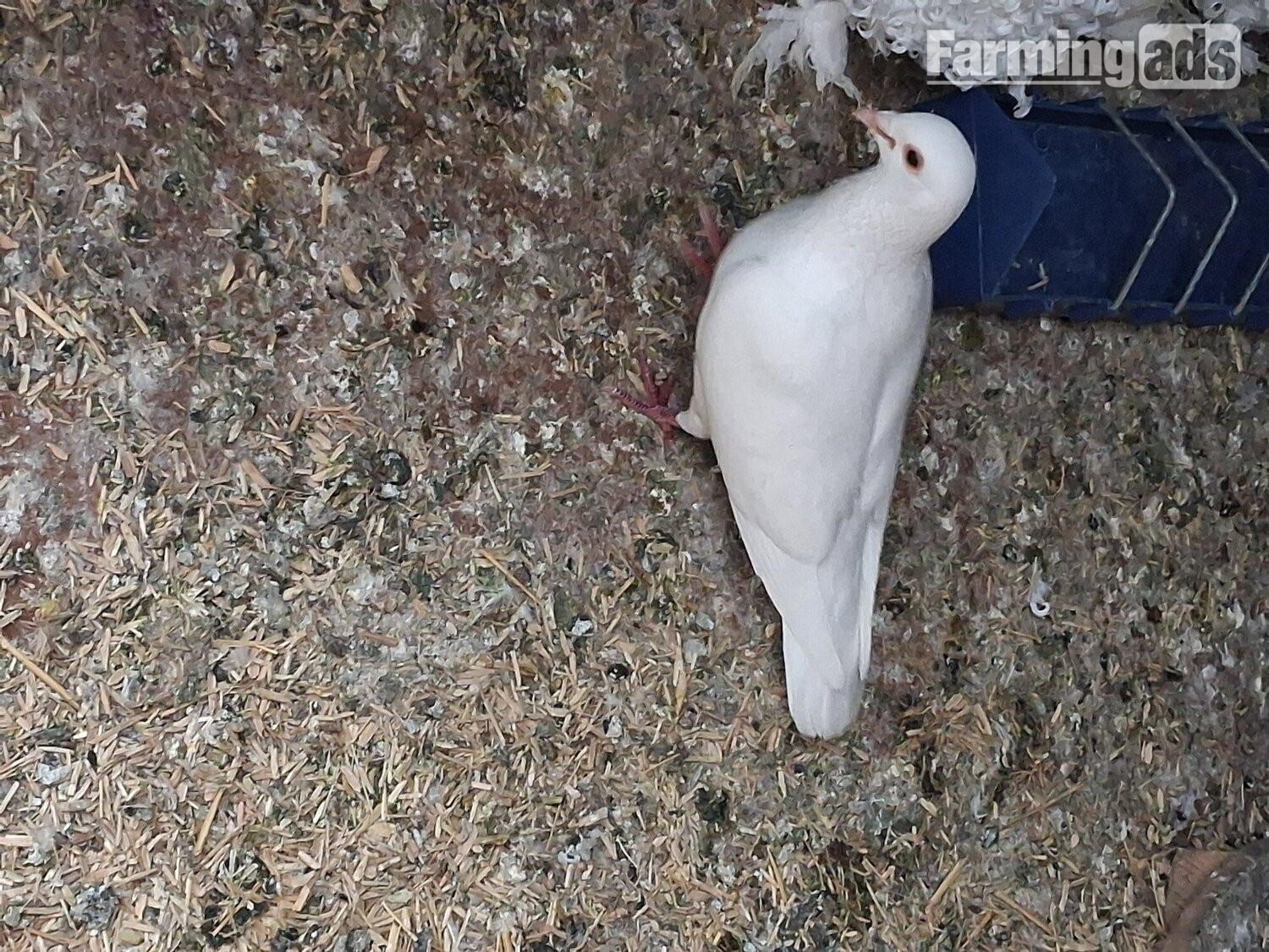 2 young frillback cross with a white homing pigeons 