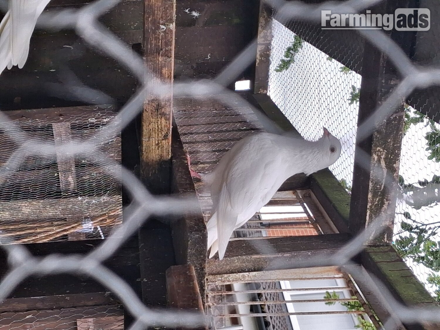 {CATEGORY} - 2 young frillback cross with a white homing pigeons