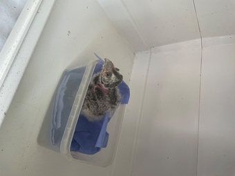 15 day old great grey owlet