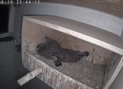European kestrels  looking for new homes. 2026  fully parent reared.red feather.