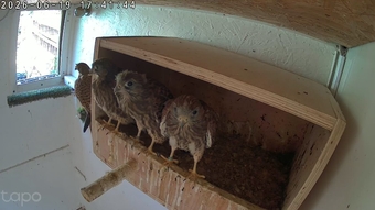 European kestrels  looking for new homes. 2026  fully parent reared.red feather.
