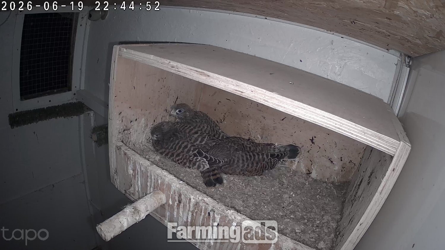 European kestrels  looking for new homes. 2026  fully parent reared.red feather.