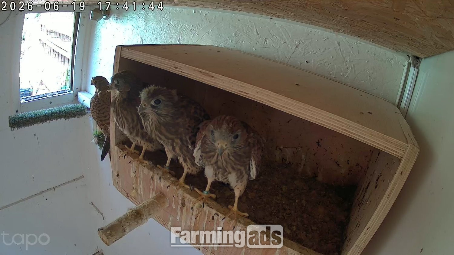 European kestrels  looking for new homes. 2026  fully parent reared.red feather.