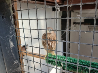 Fully parent reared European kestrel  looking for new home.