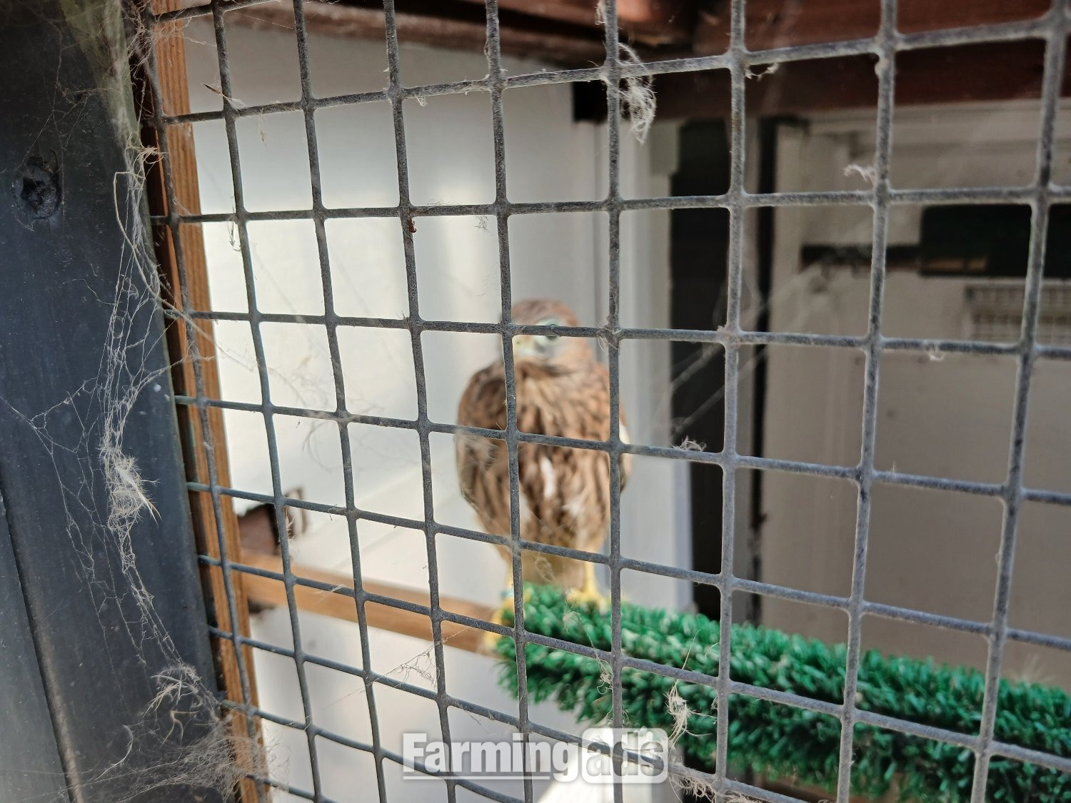  Fully parent reared European kestrel  looking for new home.