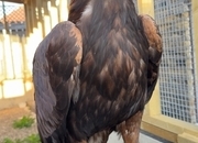 Golden eagle crèche reared 