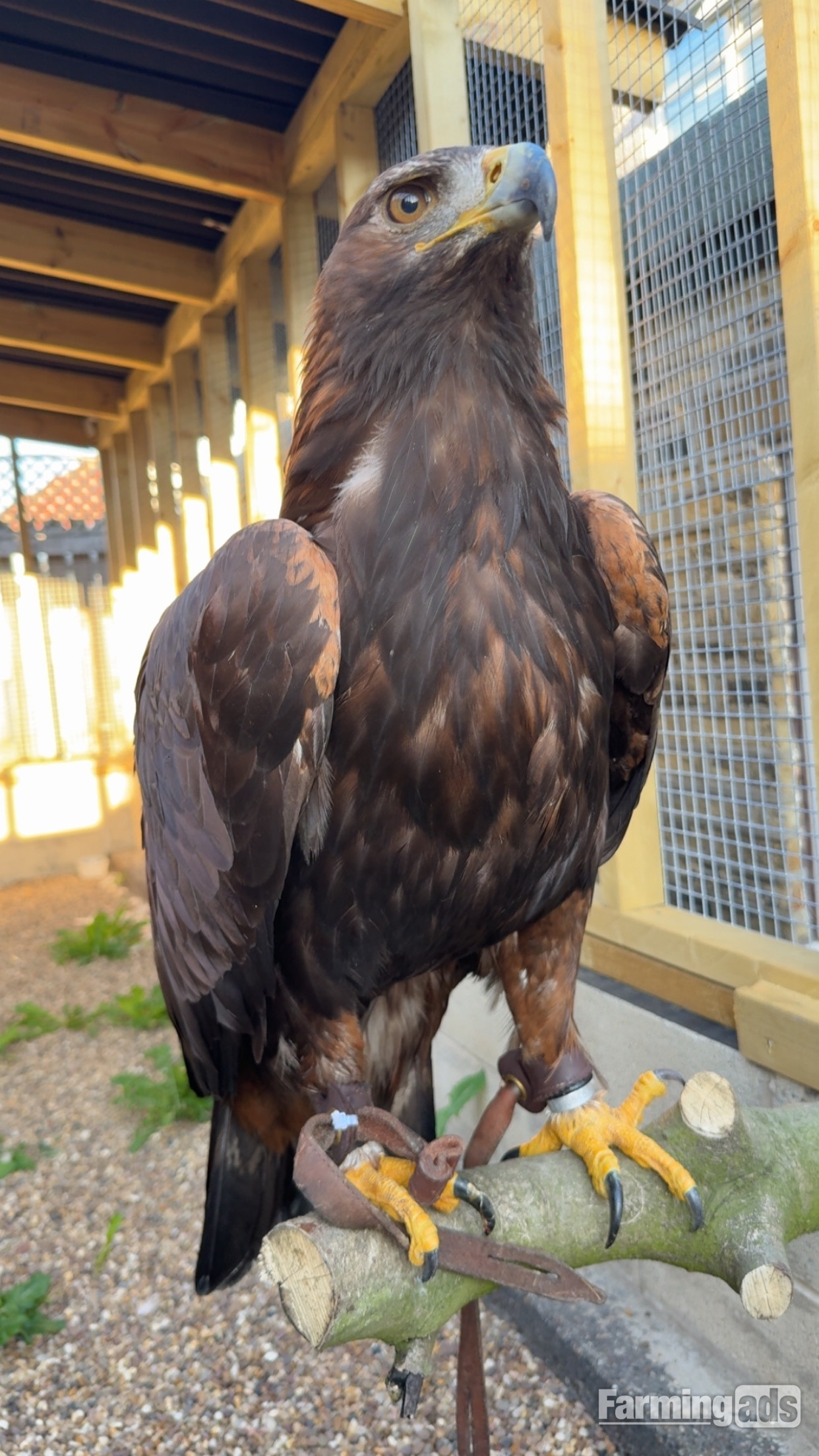 Golden eagle crèche reared 