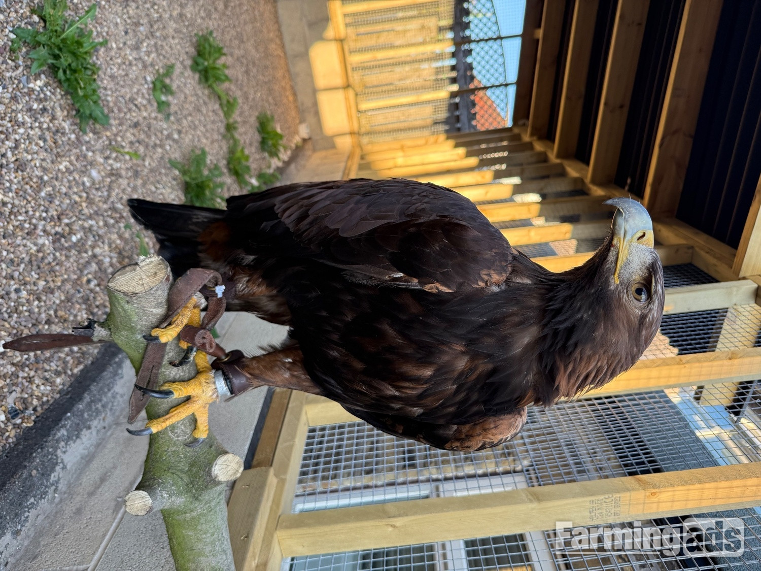 Golden eagle crèche reared 
