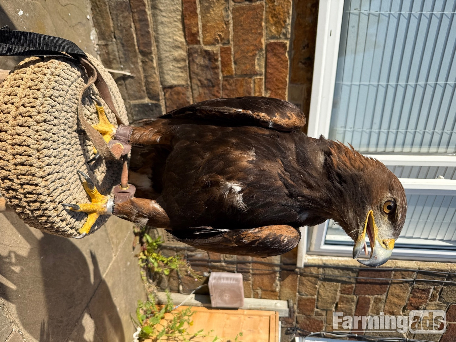  Golden eagle crèche reared 