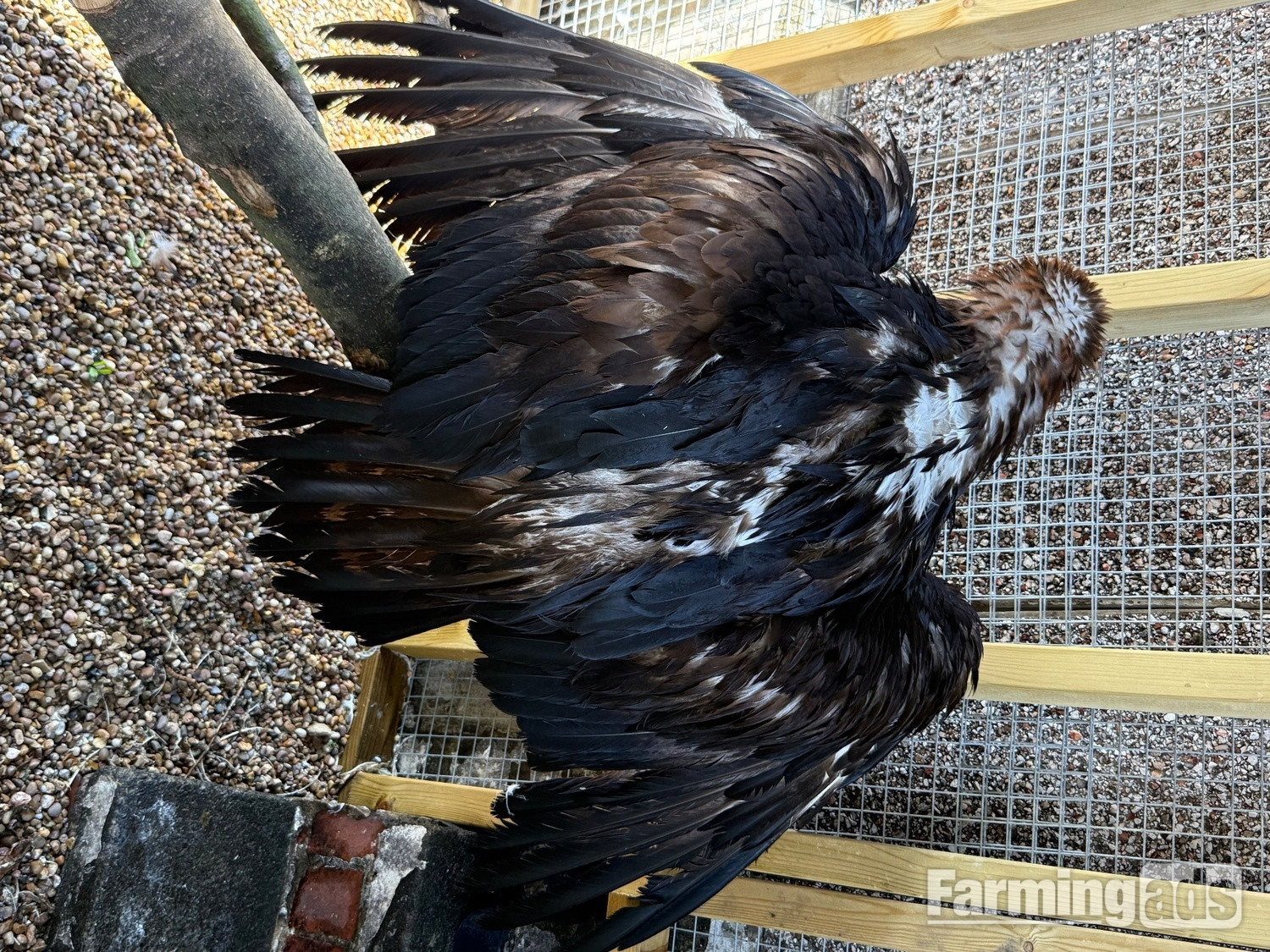 Golden eagle crèche reared  - {CATEGORY}