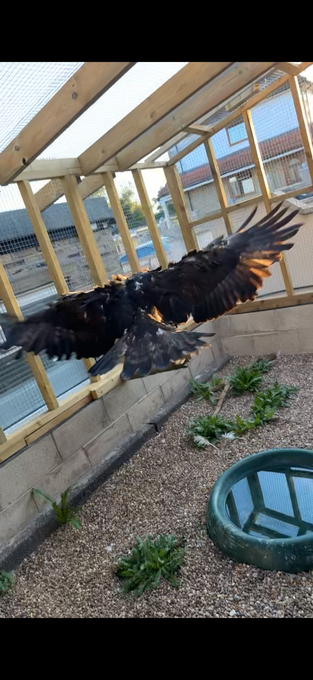 Golden eagle crèche reared 