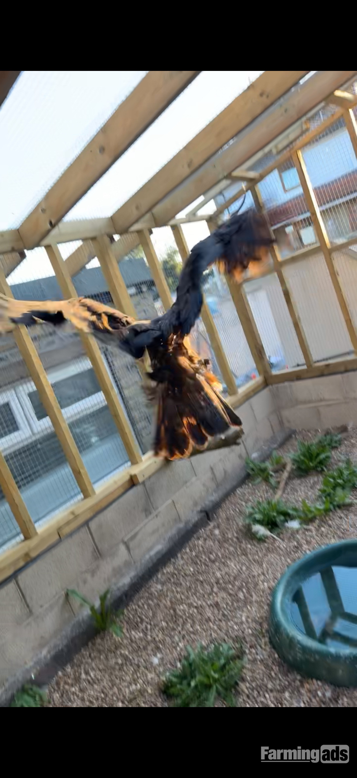 Golden eagle crèche reared  - {CATEGORY}