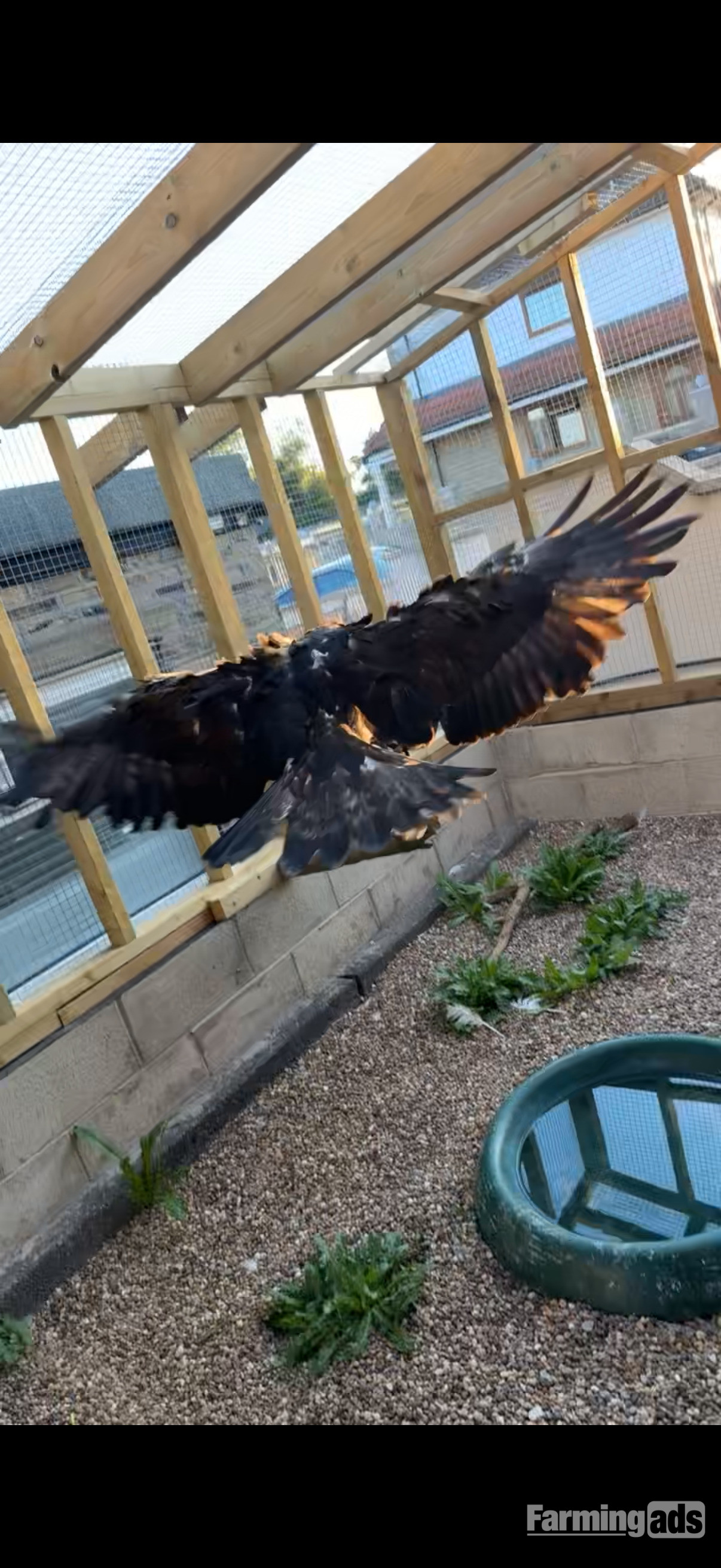 Golden eagle crèche reared  