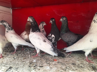 Pakistani pigeions sale  my pigeion healthy clean and good condition mix pigeion