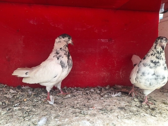 Pakistani pigeions sale  my pigeion healthy clean and good condition mix pigeion