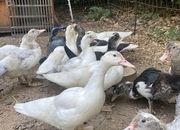 Gorgeous Muscovy ducklings 15 weeks old