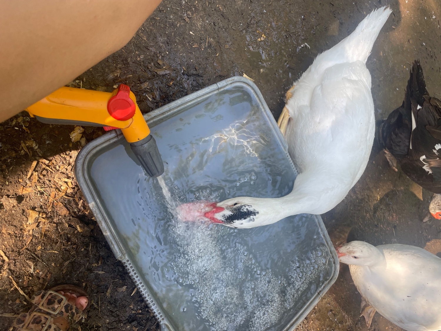 Gorgeous Muscovy ducklings 15 weeks old - {CATEGORY}