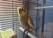 Breeding pair of cockatiels 