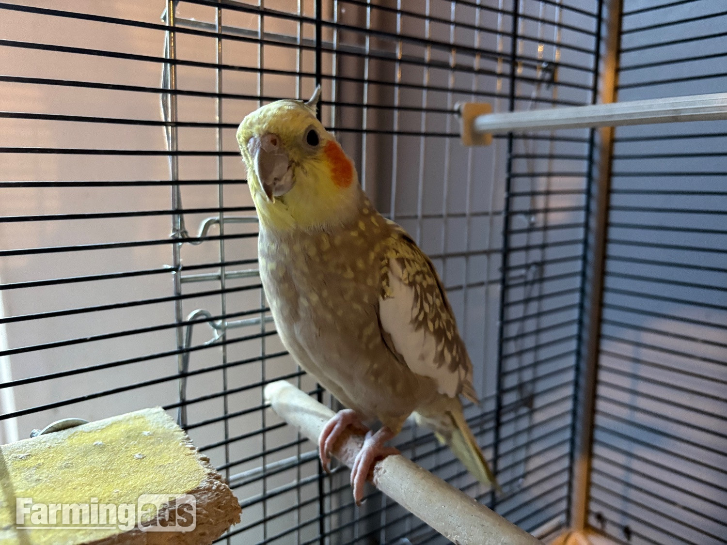 Breeding pair of cockatiels 
