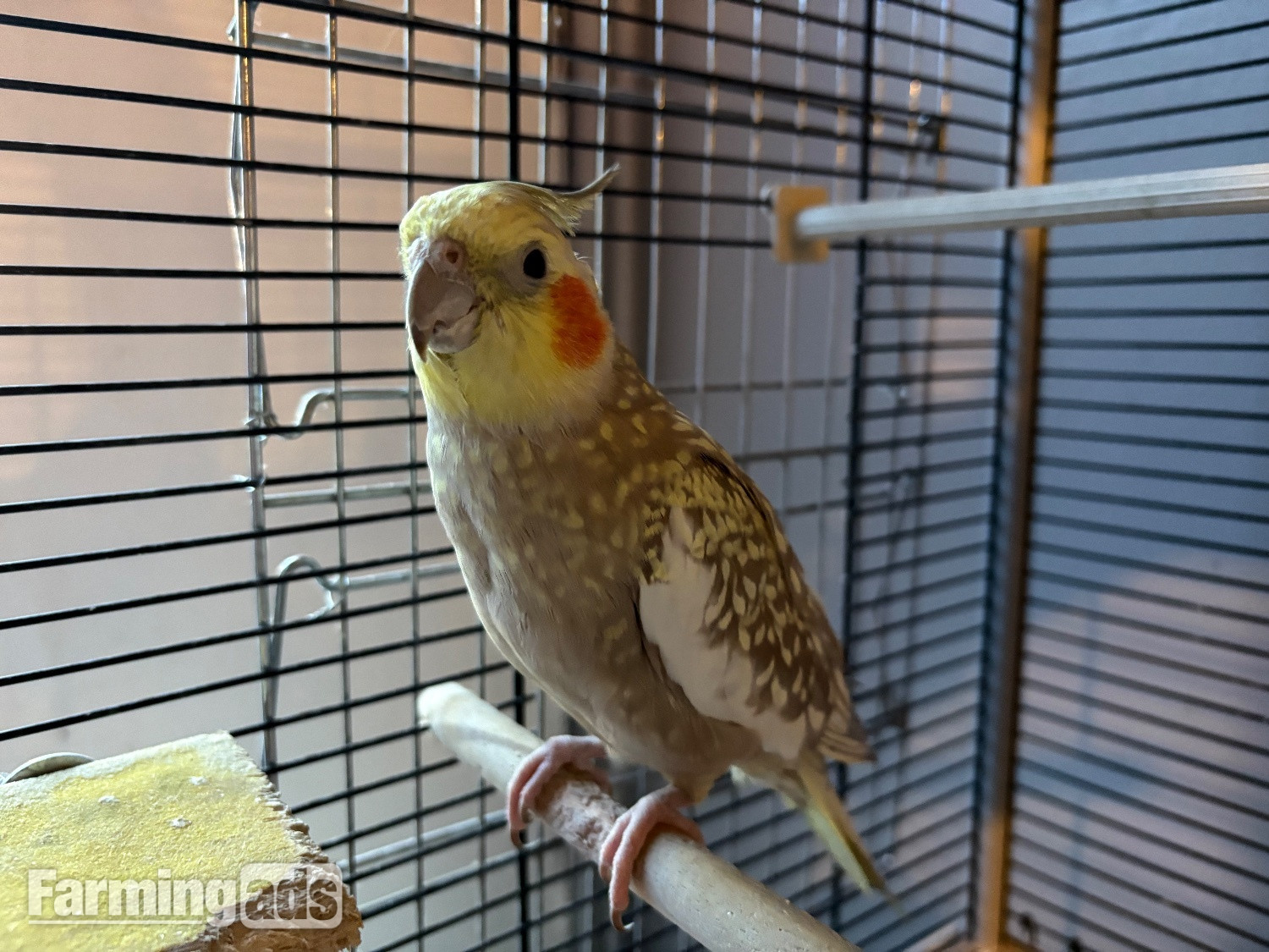 Breeding pair of cockatiels 