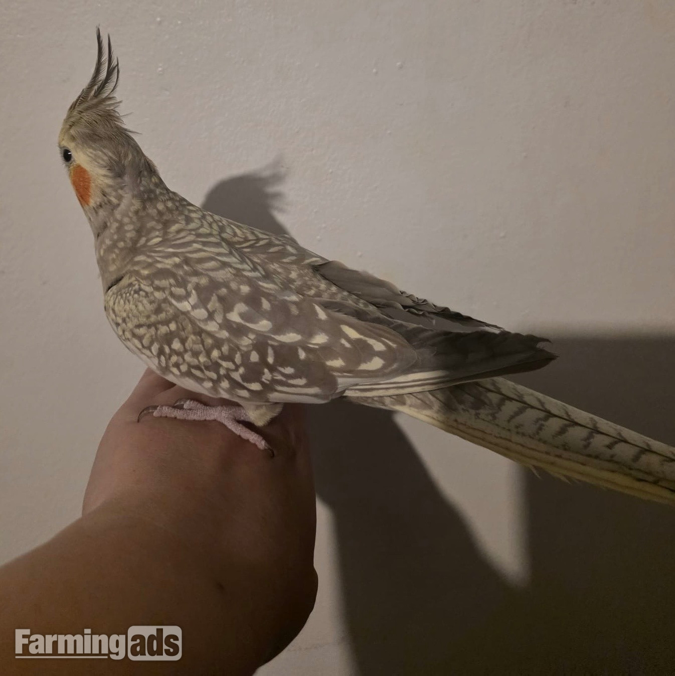  Breeding pair of cockatiels 