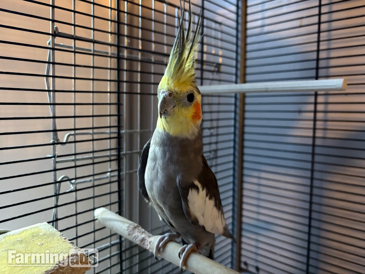 Breeding pair of cockatiels  - {CATEGORY}