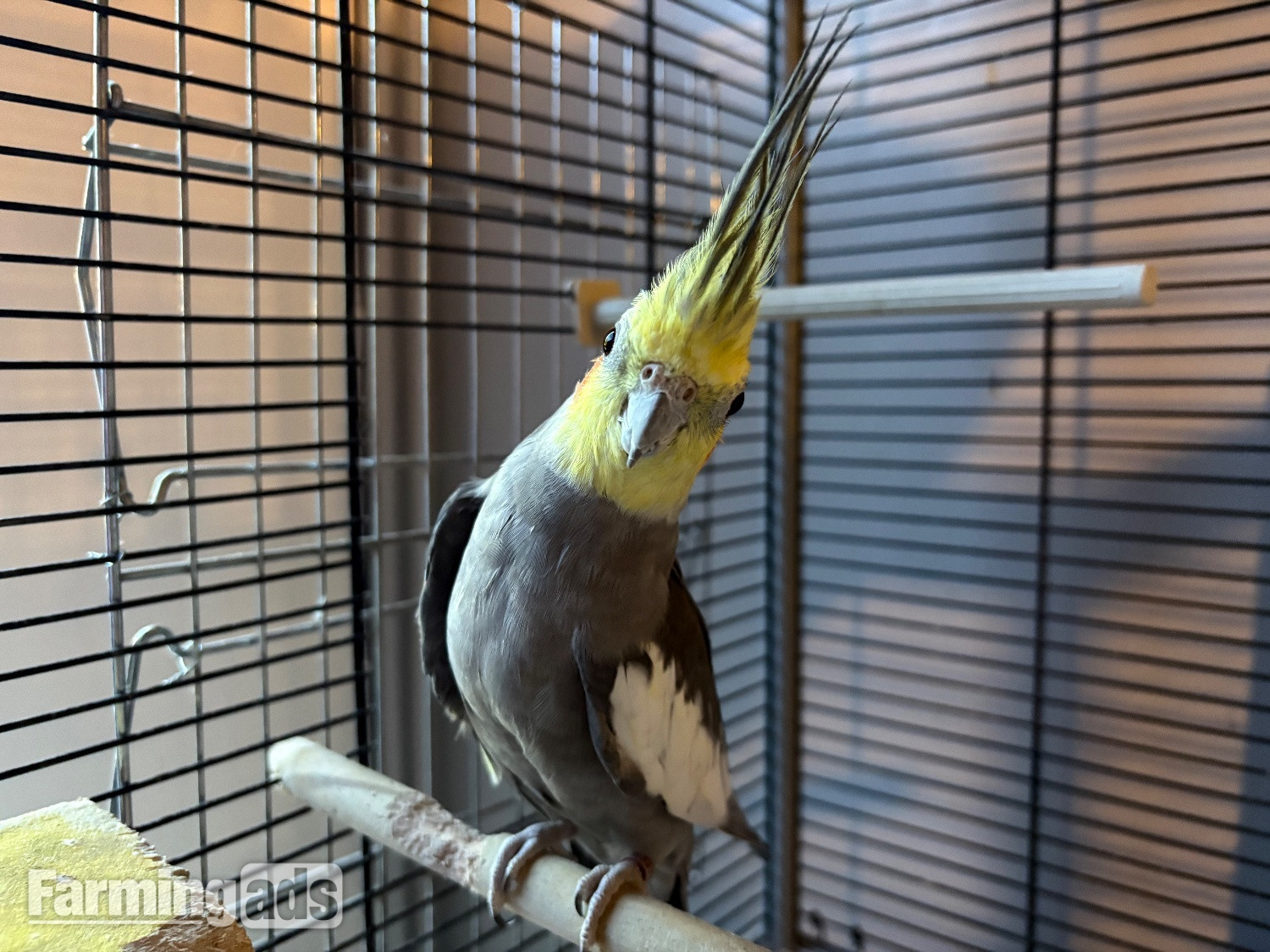 Breeding pair of cockatiels  - {CATEGORY}
