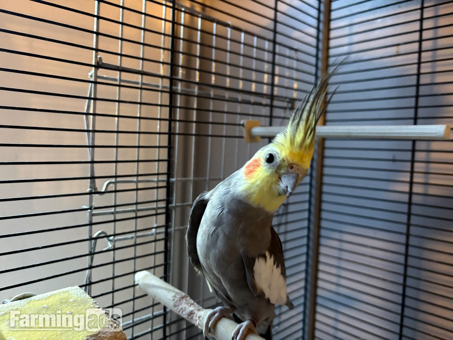 Breeding pair of cockatiels  