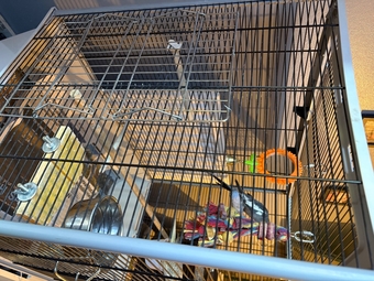 Breeding pair of cockatiels 