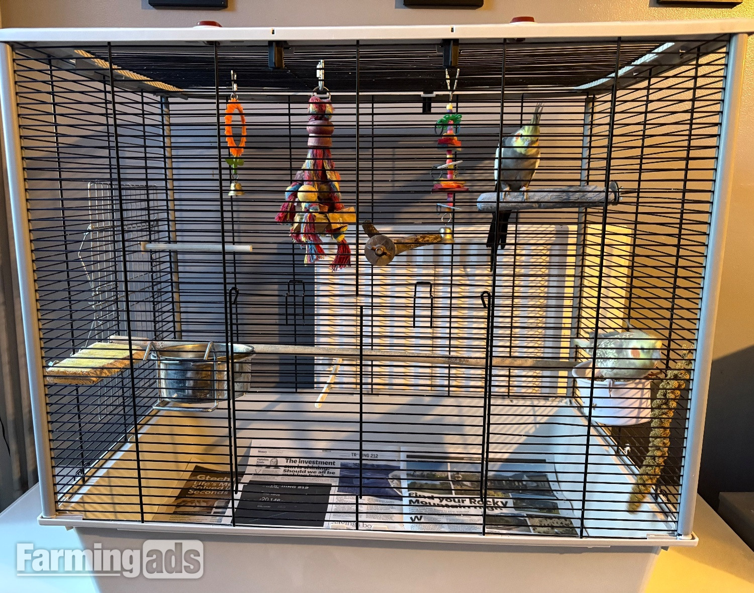 {CATEGORY} - Breeding pair of cockatiels 